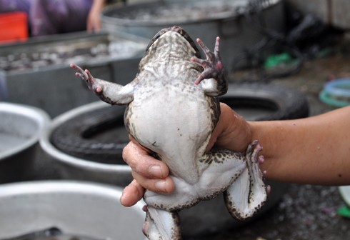 Người bán cho hay có thể dựa vào kích cỡ của ếch để nhận biết đâu là giống của Việt Nam, đâu là "ếch ngoại quốc"